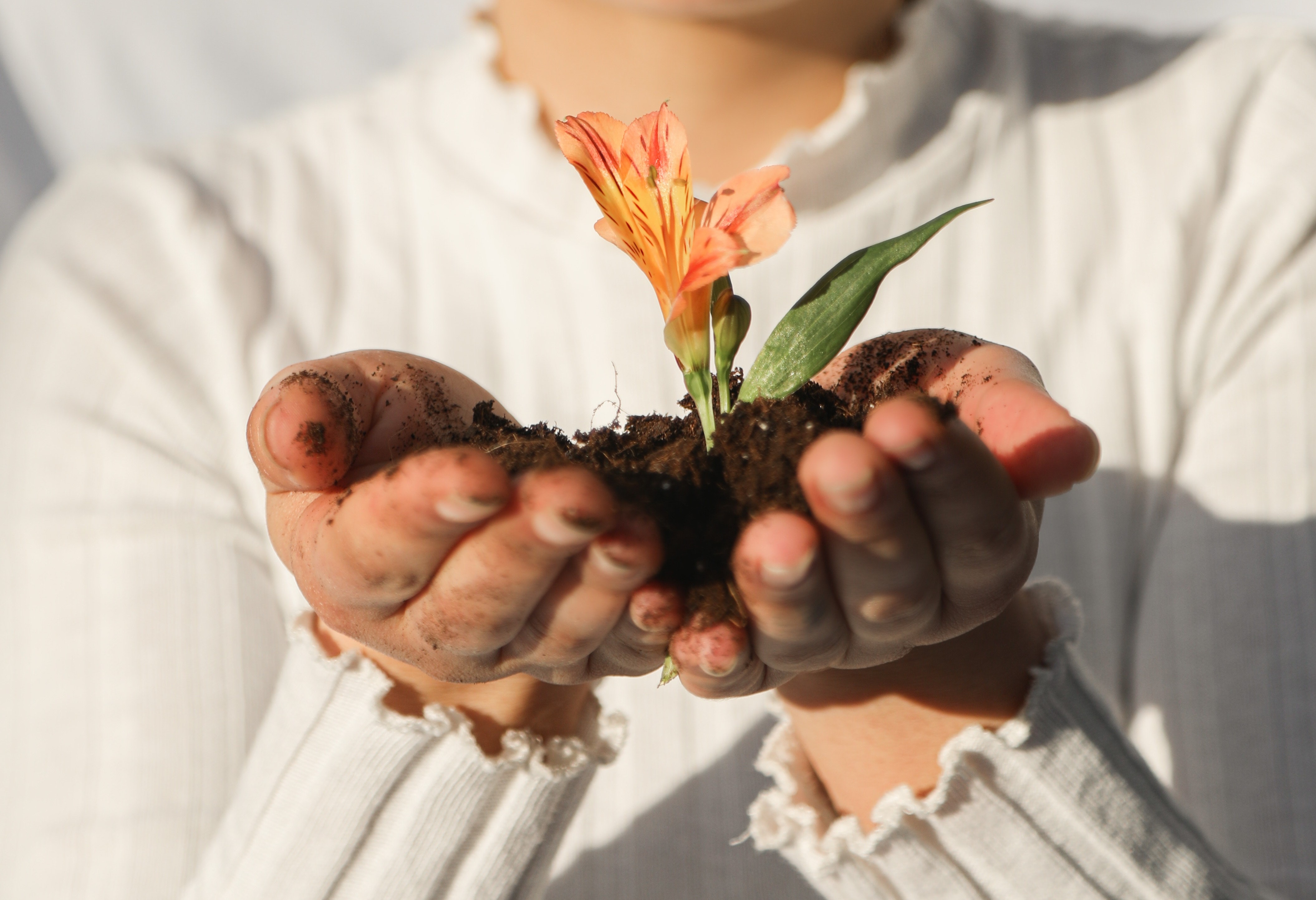 imagen manos con planta